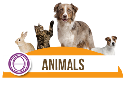 Seminario animali corso ThetaHealing